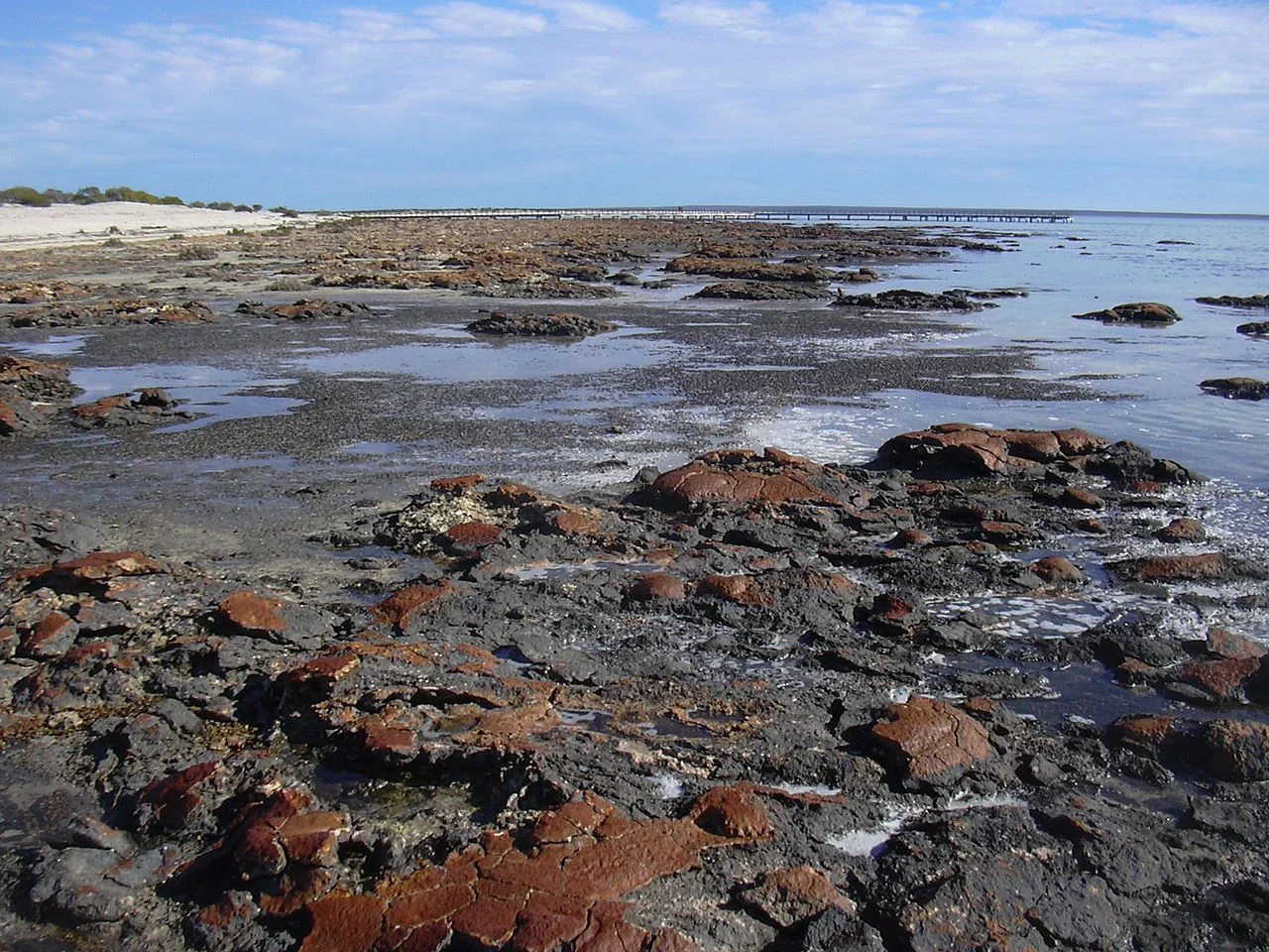 Stromatolites at a shoreline